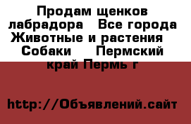 Продам щенков лабрадора - Все города Животные и растения » Собаки   . Пермский край,Пермь г.